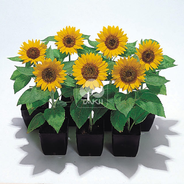 Helianthus annuus Big Smile