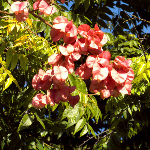 Koelreuteria bipinnata