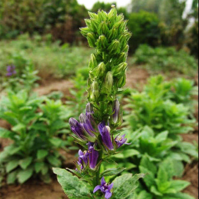Lobelia siphilitica