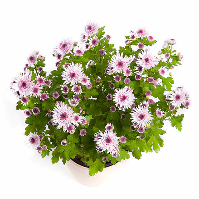 Dendranthema grandiflorum Strawberry Heart