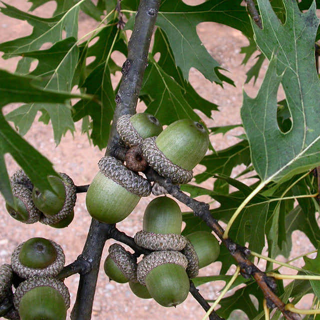 Quercus shumardii