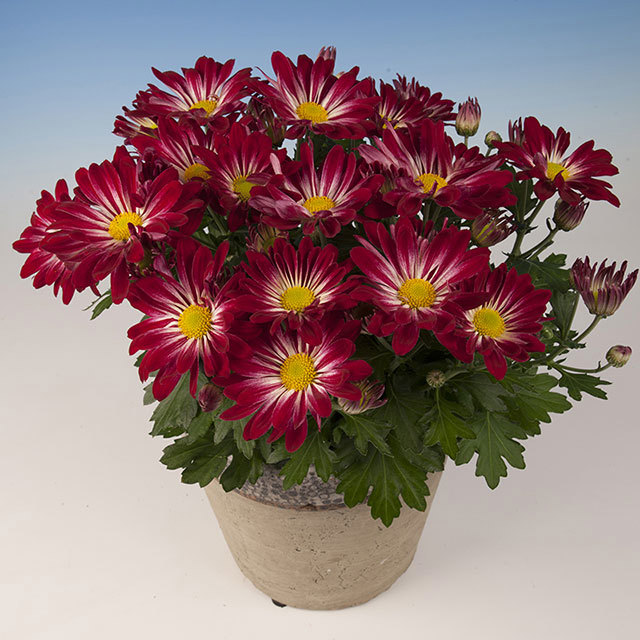Chrysanthemum Didi Polvere bianca