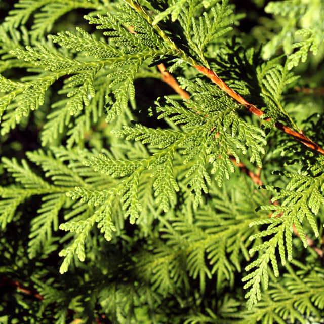 Thuja koraiensis