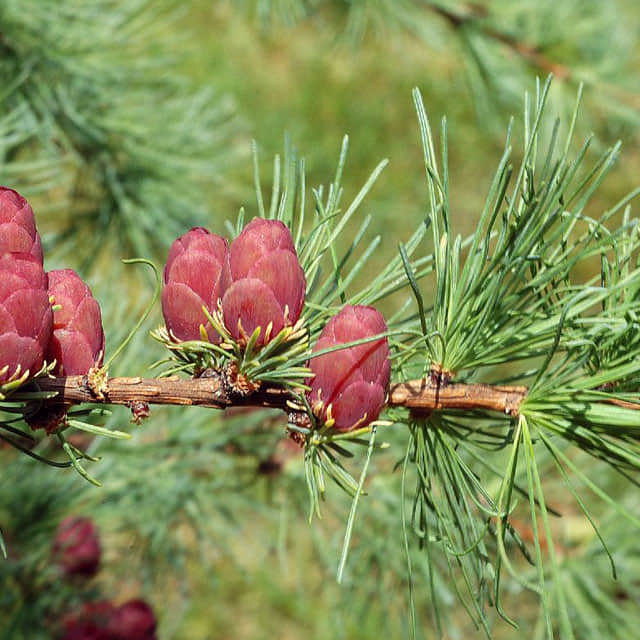 Larix laricina
