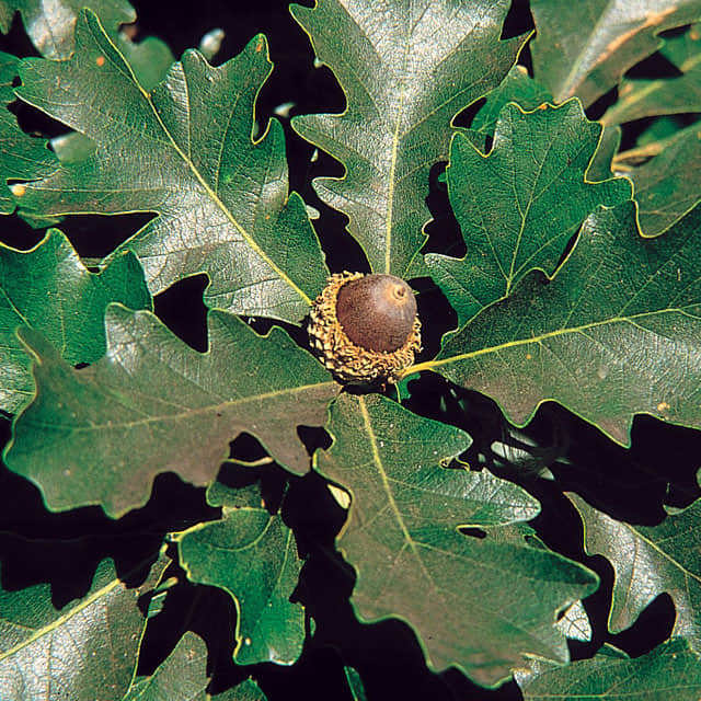 Quercus lyrata