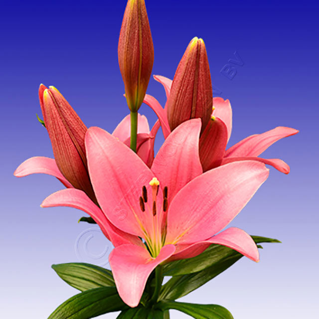 Lilium hybrida Lady Luck