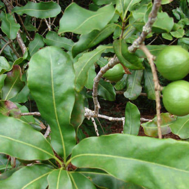 Macadamia integrifolia