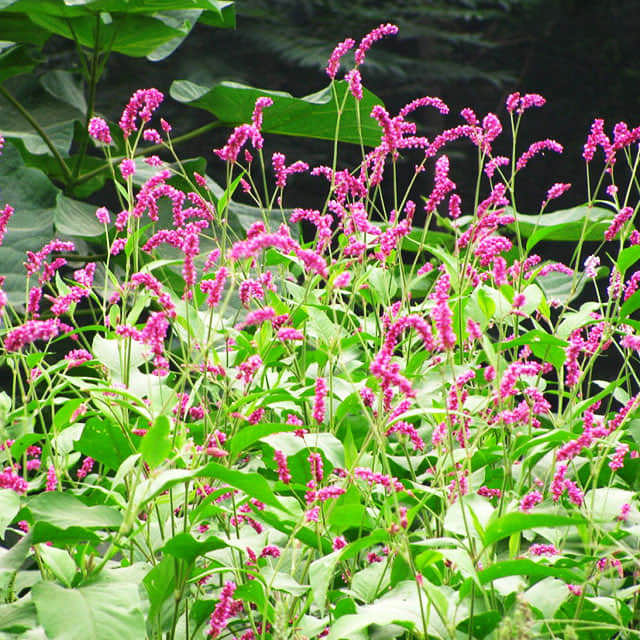 Persicaria amplexicaulis