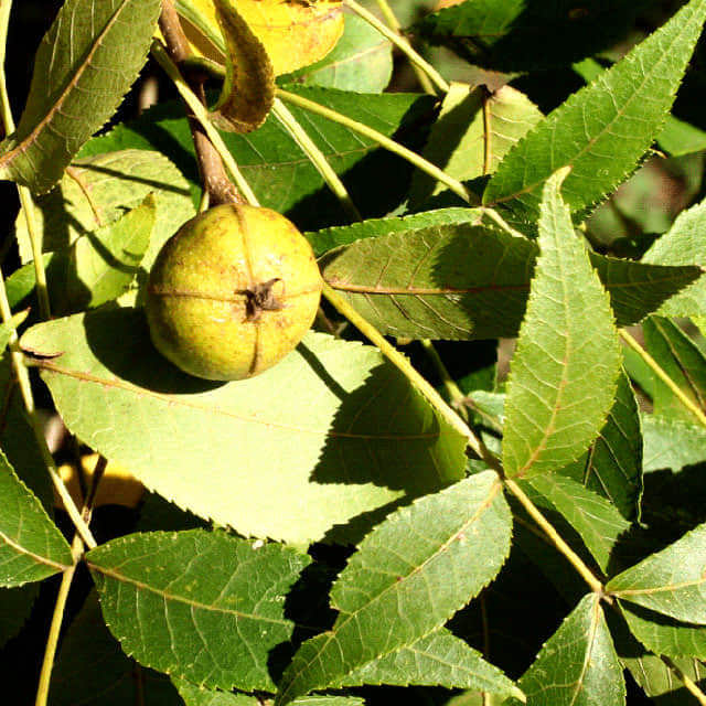 Carya cordiformis