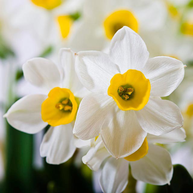Narcissus
