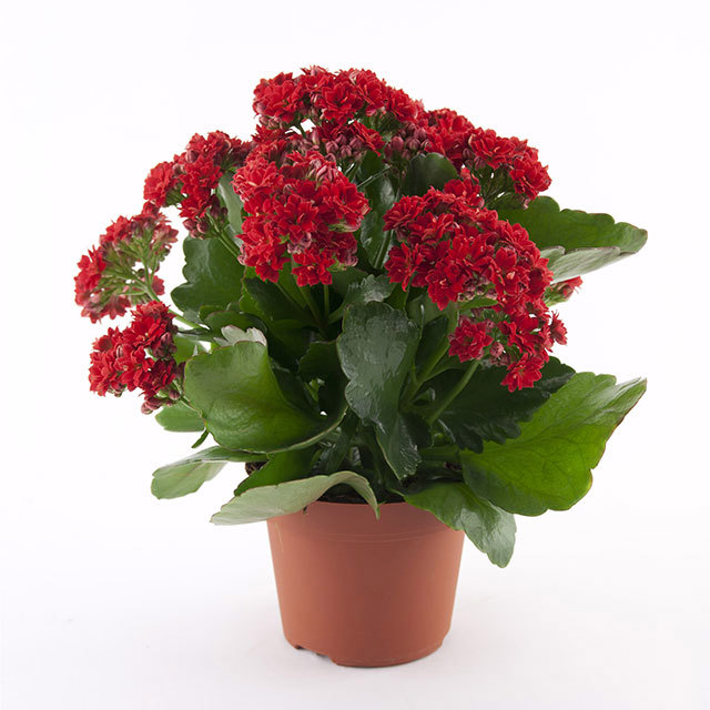 Kalanchoe Rosalina Don Bombero Leggy Stems