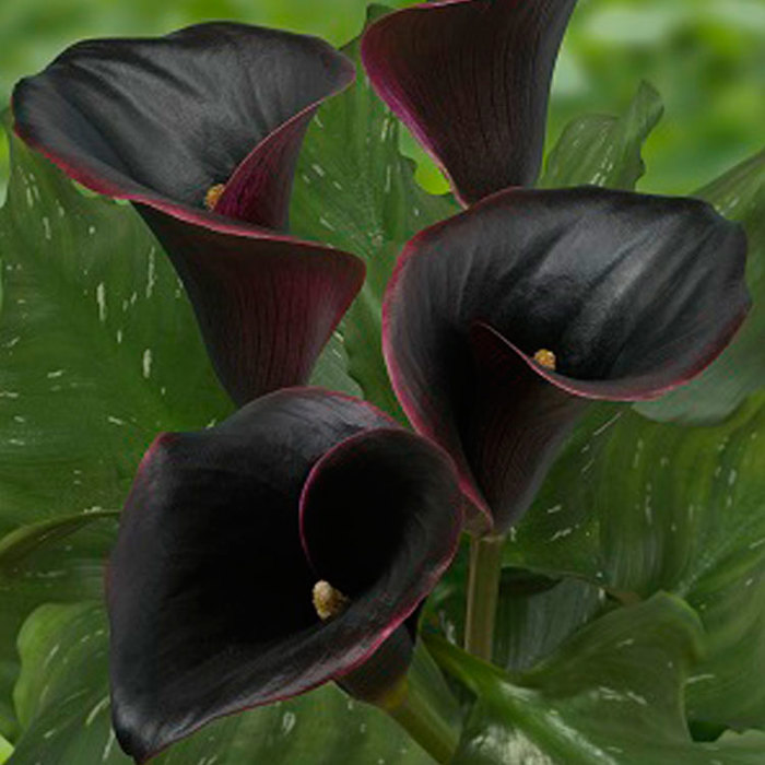 Zantedeschia Captain Carrara Fine Webbing