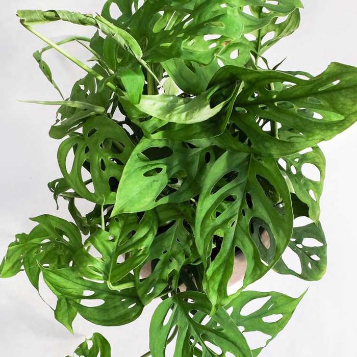 Monstera adansonii