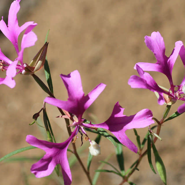 Clarkia pulchella