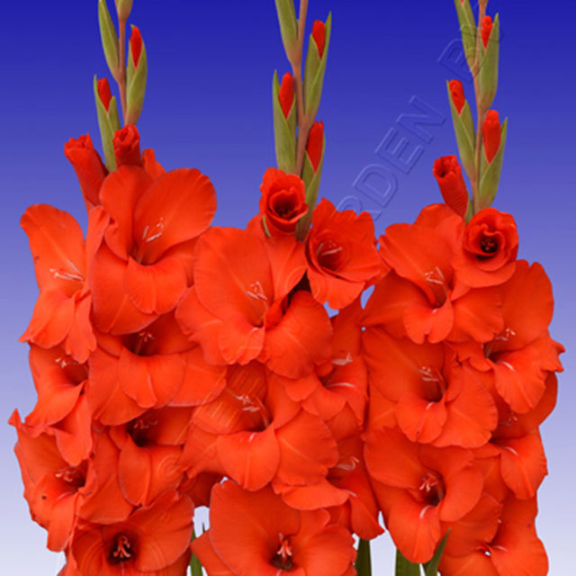 Gladiolus Advance