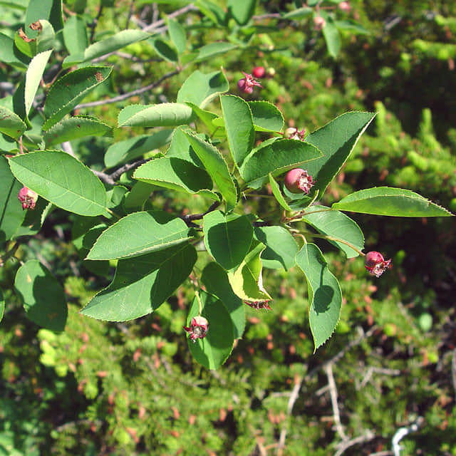 Amelanchier bartramiana