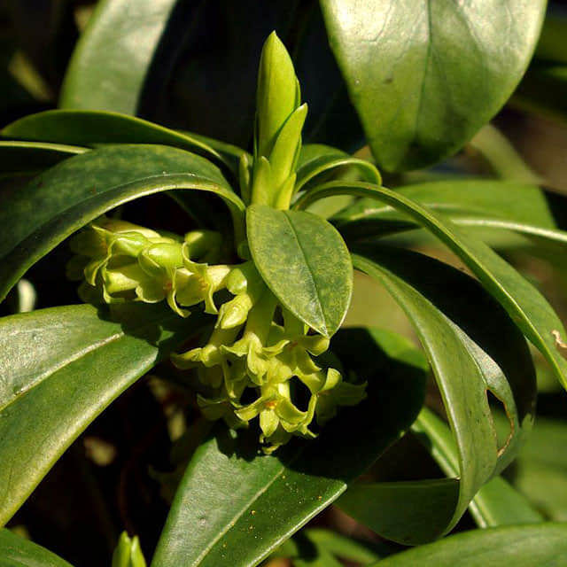Daphne laureola