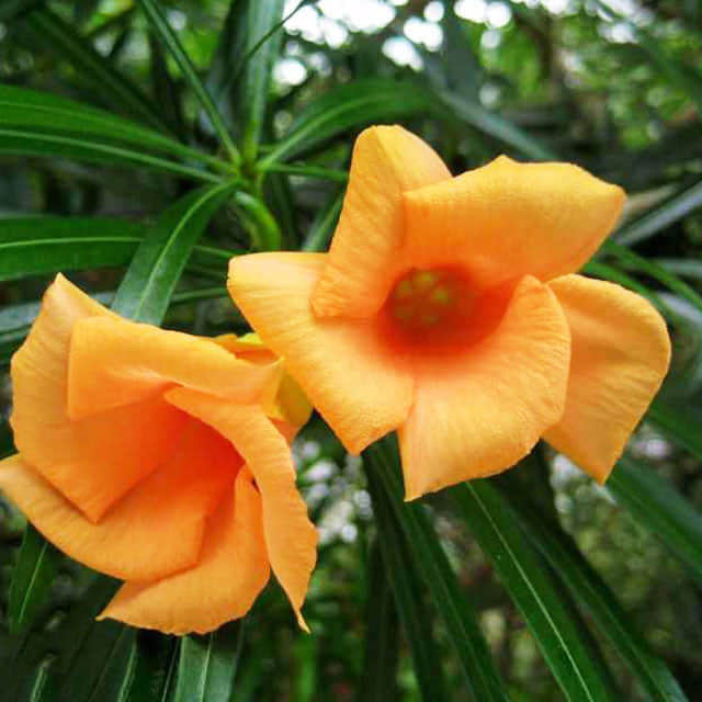 Geissorhiza radians