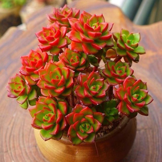Sedeveria Letizia Drooping Leaves
