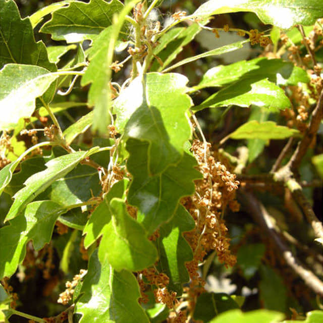 Quercus suber