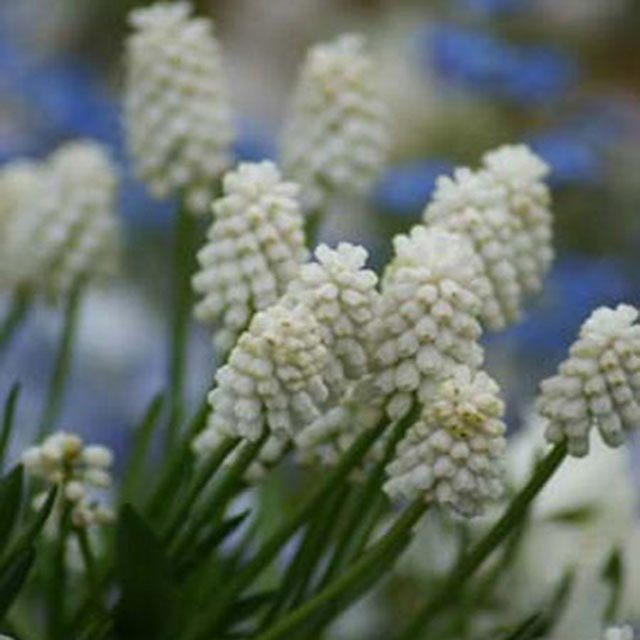 Muscari White Magic