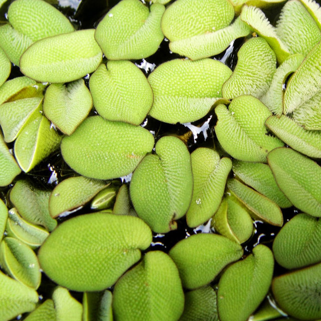 Salvinia natans