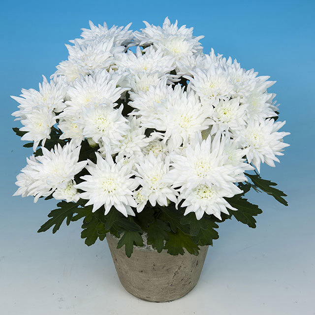 Chrysanthemum Neves Fine Webbing