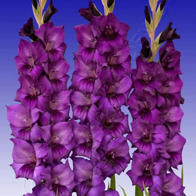 Gladiolus Purple Queen