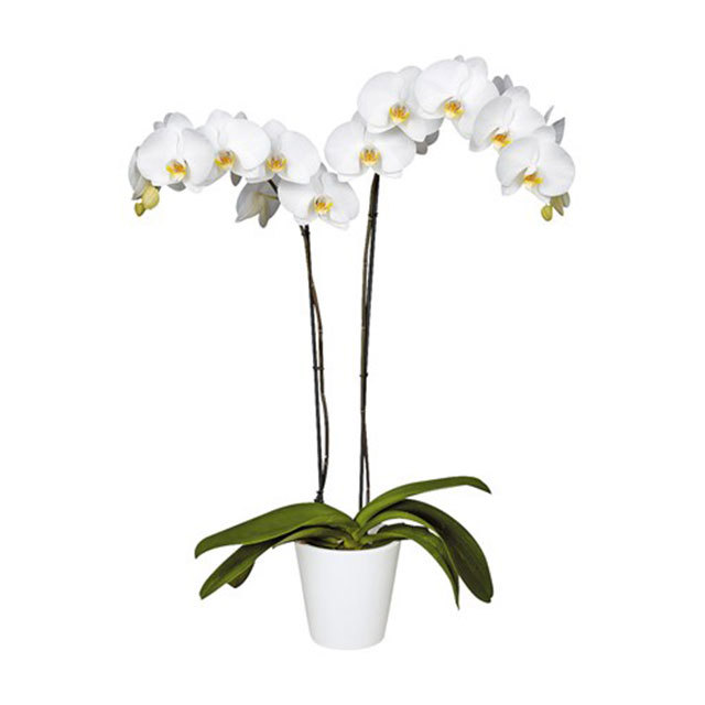 Phalaenopsis Tainan