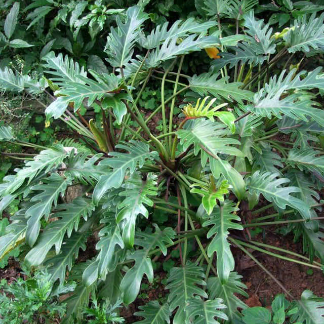 Philodendron