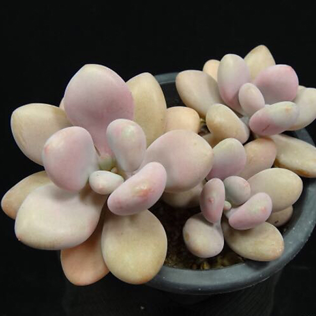 Graptopetalum Destiny Sudden Leaf Drop