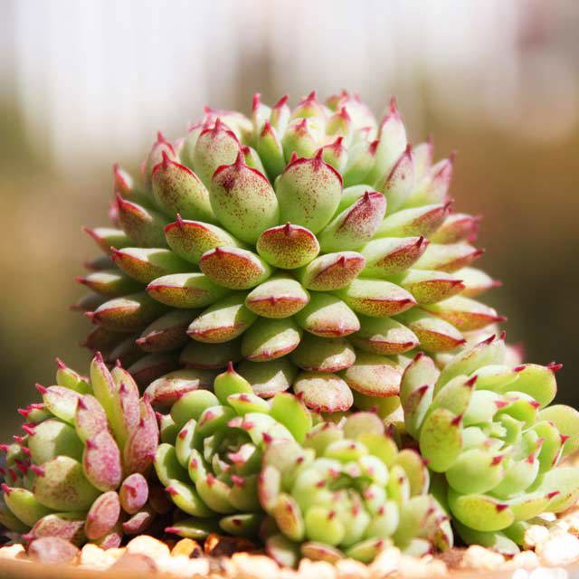 Echeveria Vincent Catto Leggy Stems