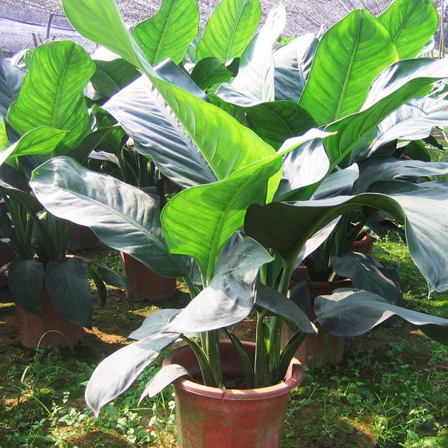 Dieffenbachia Big Ben
