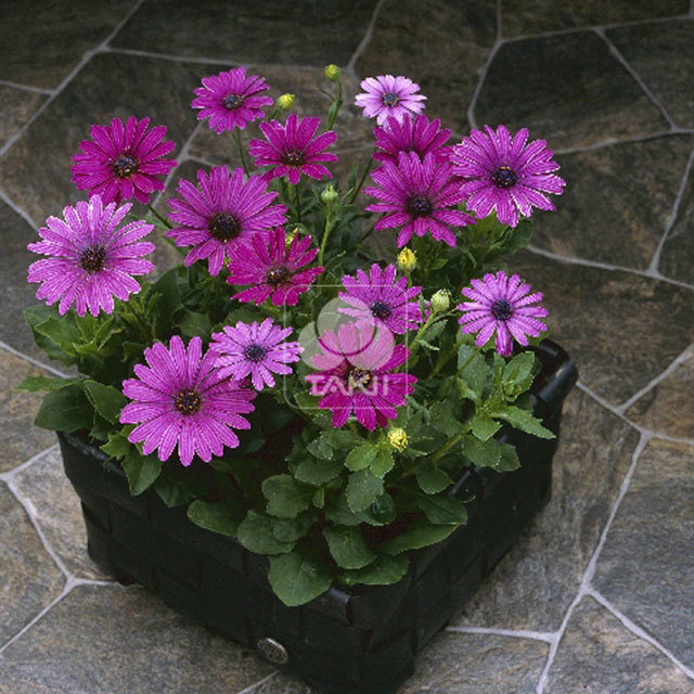 Osteospermum Rose