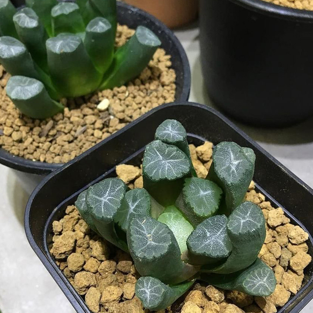 Haworthia maughanii White Cottony Spots