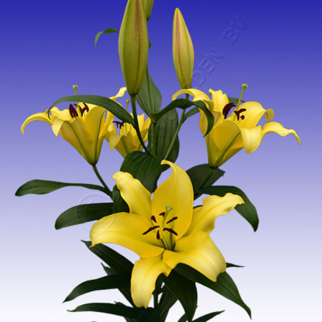 Lilium OT Yelloween Sudden Leaf Drop