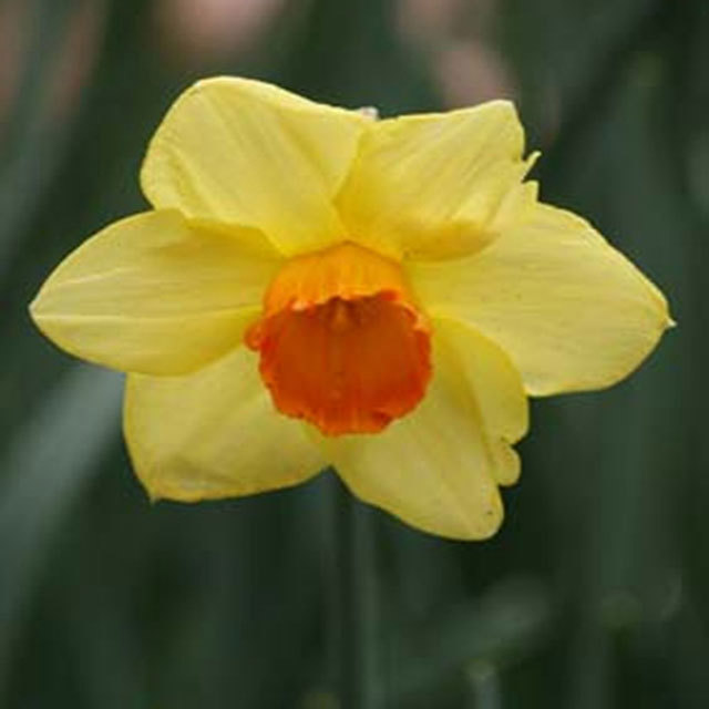 Narcissus Juanita