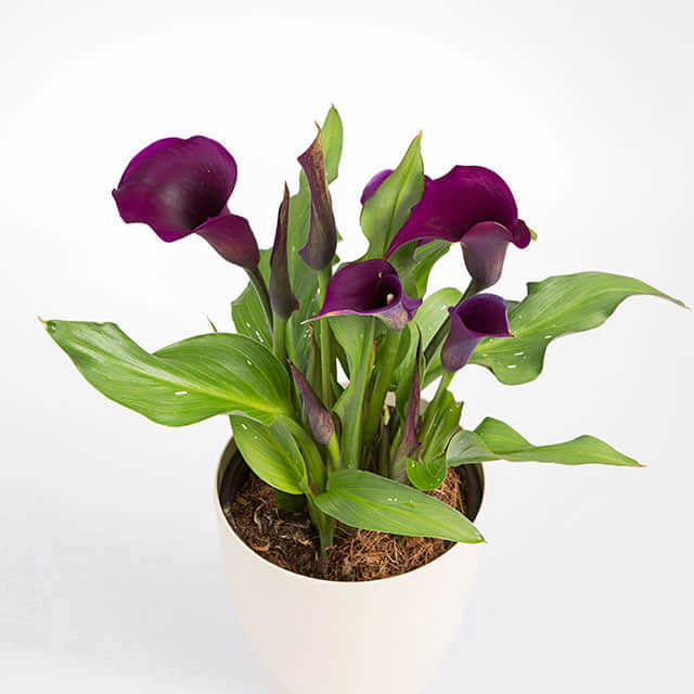 Zantedeschia aethiopica (Purple)