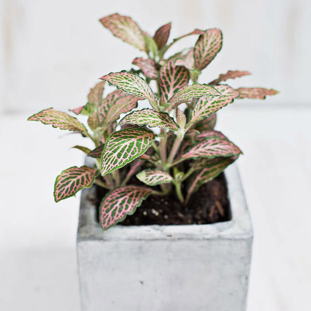 Fittonia verschaffeltii