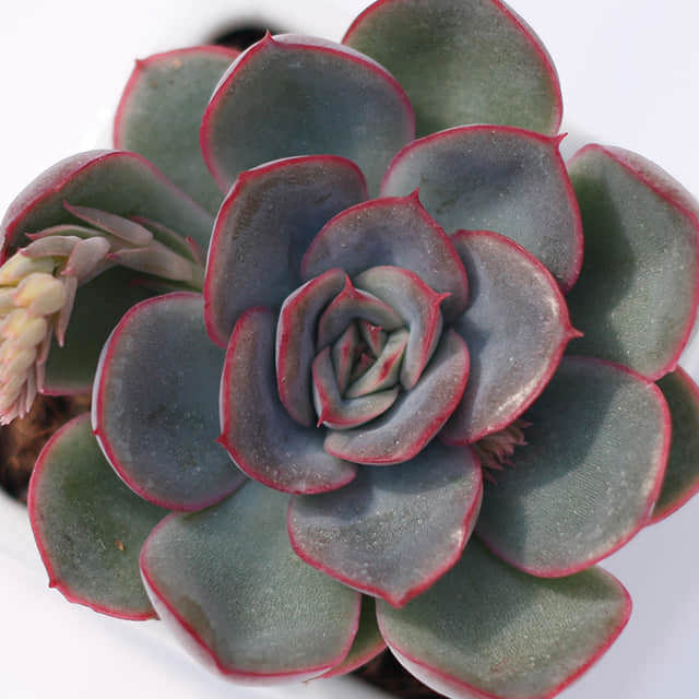 Echeveria Hercules Fine Webbing