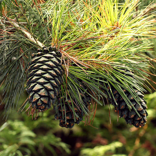 Pinus armandii (Chinese White Pine)