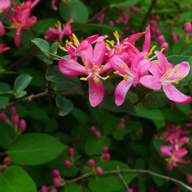 Lonicera tatarica
