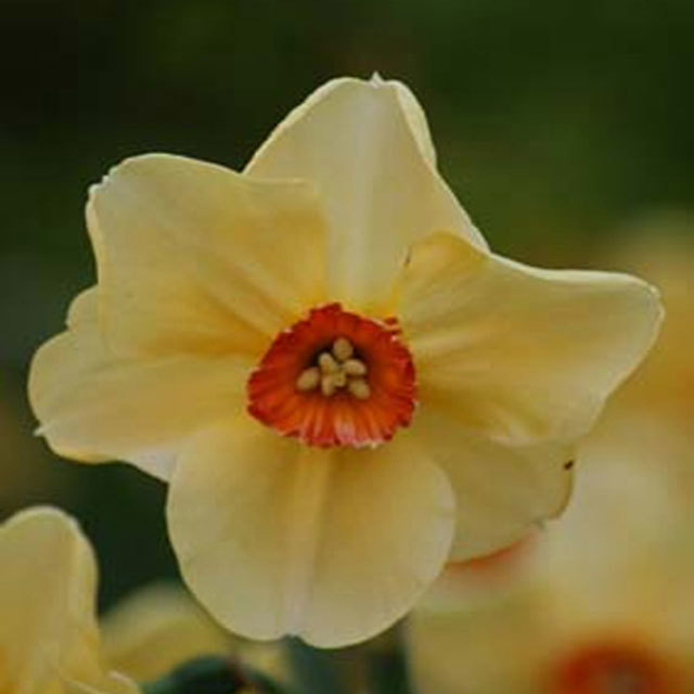 Narcissus Copper Queen