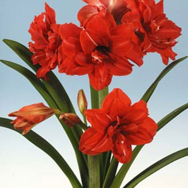 Hippeastrum Red Peacock Tiny Black Flies