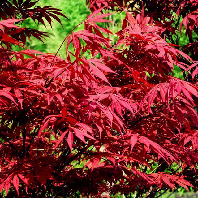 Acer palmatum Fine Webbing