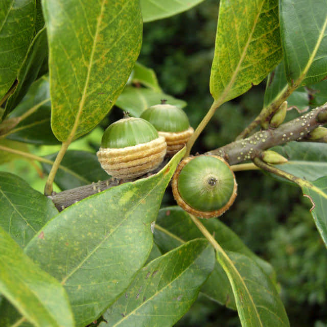 Quercus acuta