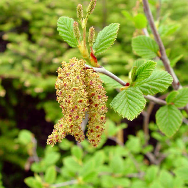 Alnus viridis
