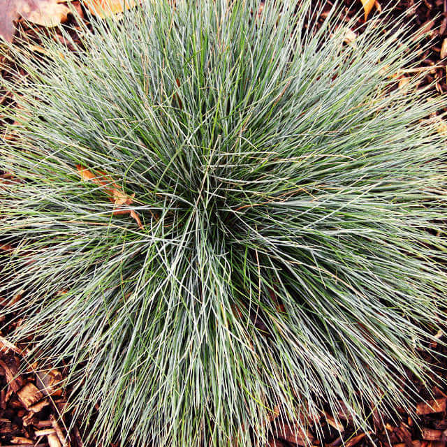 Festuca glauca
