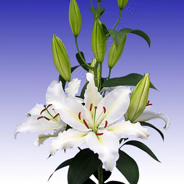 Lilium orientalis Alma Ata Sudden Leaf Drop