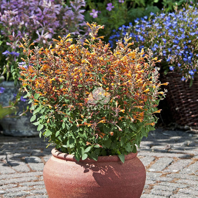 Agastache hybrids Sandstone